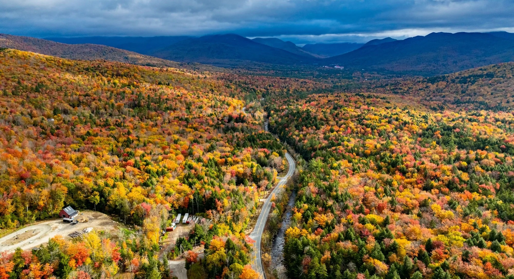 Green forest restoration landscape
